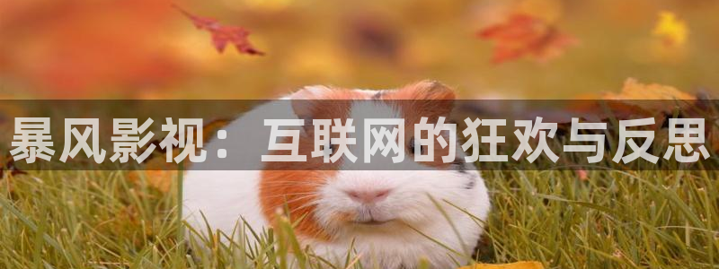 金桔 影視：暴風(fēng)影視：互聯(lián)網(wǎng)的狂歡與反思